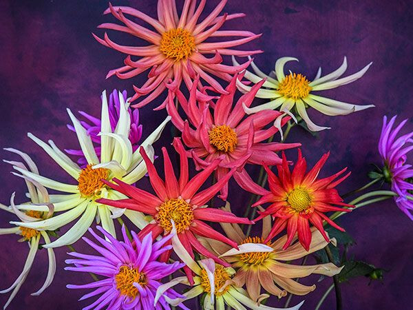 Three Mixed Cactus Dahlia tubers bulbs