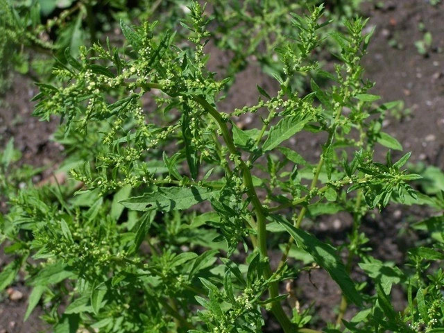 150 EPAZOTE Seeds (Chenopodium ambrosioides) | NON-GMO | Free shipping