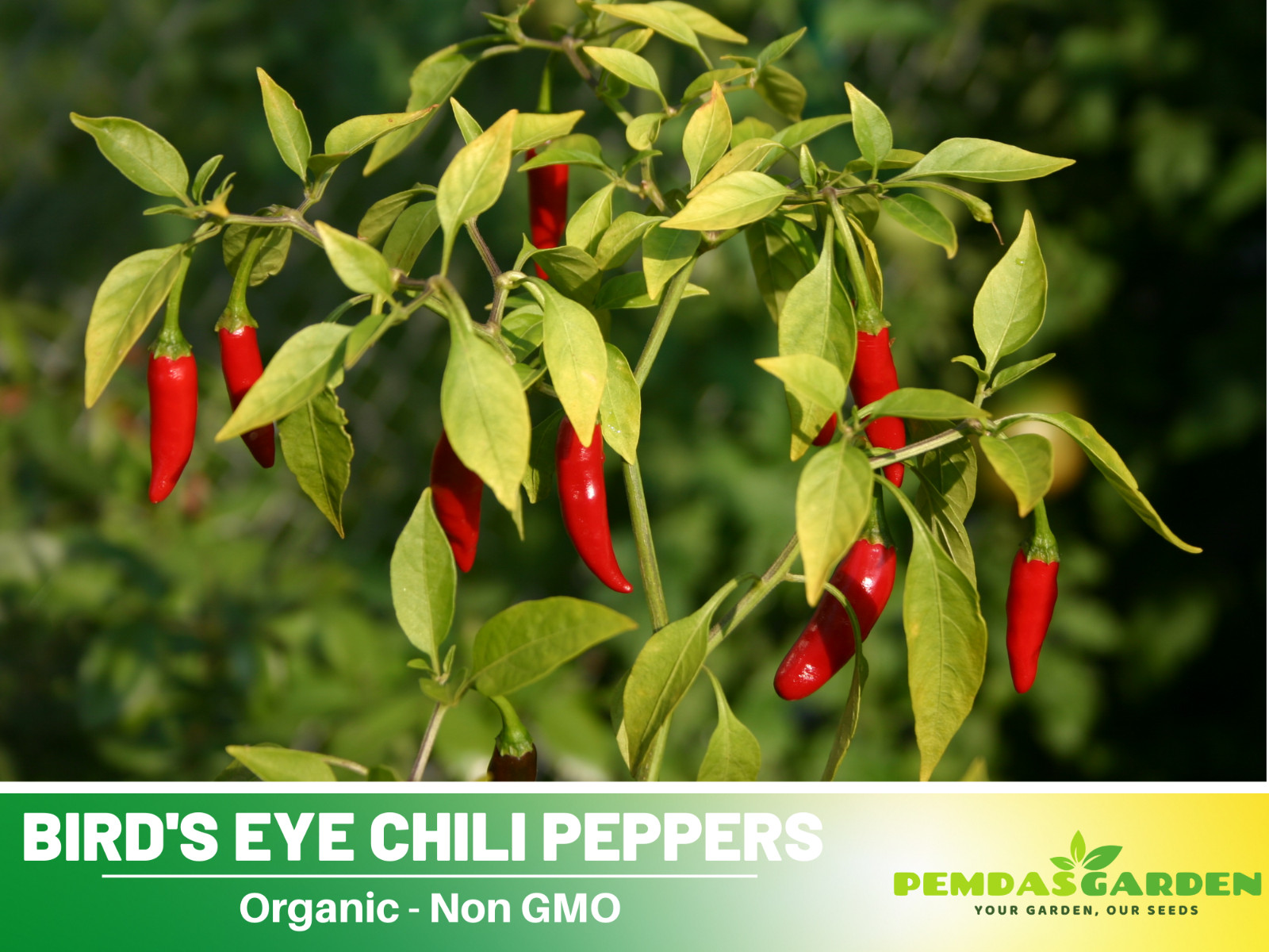 35 Seeds| Bird’s Eye Chili Peppers (Thai) Seeds#6039