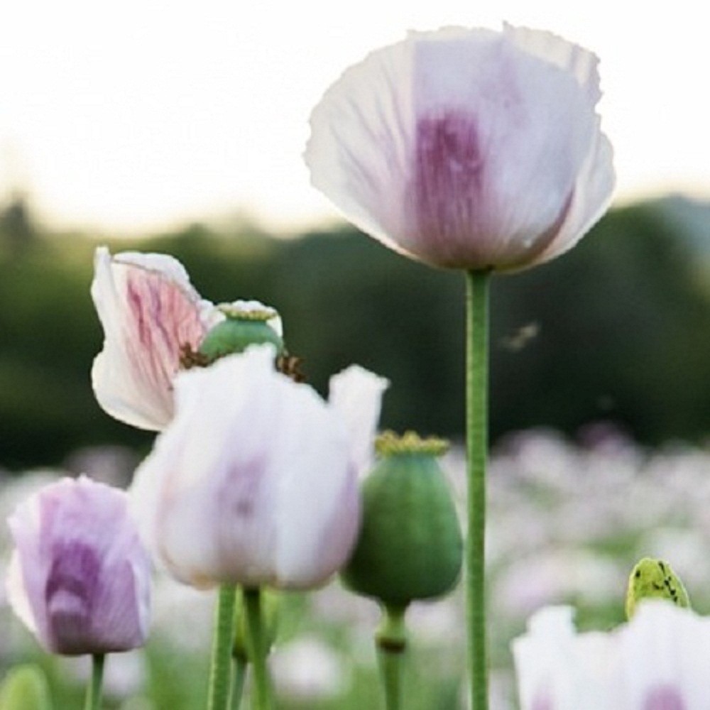 20,000+ Untreated, Organic Tasmanian Papever Somniferum Poppy Seeds for Planting