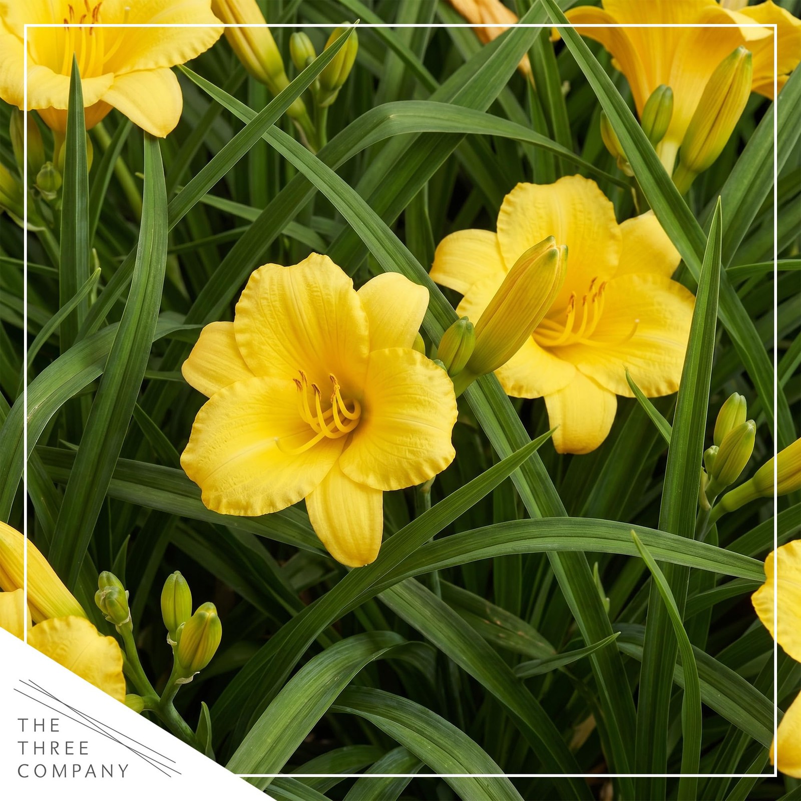 Day Lily – Yellow, Live Flowering Perennial, Beautiful Spring and Summer Bloo…