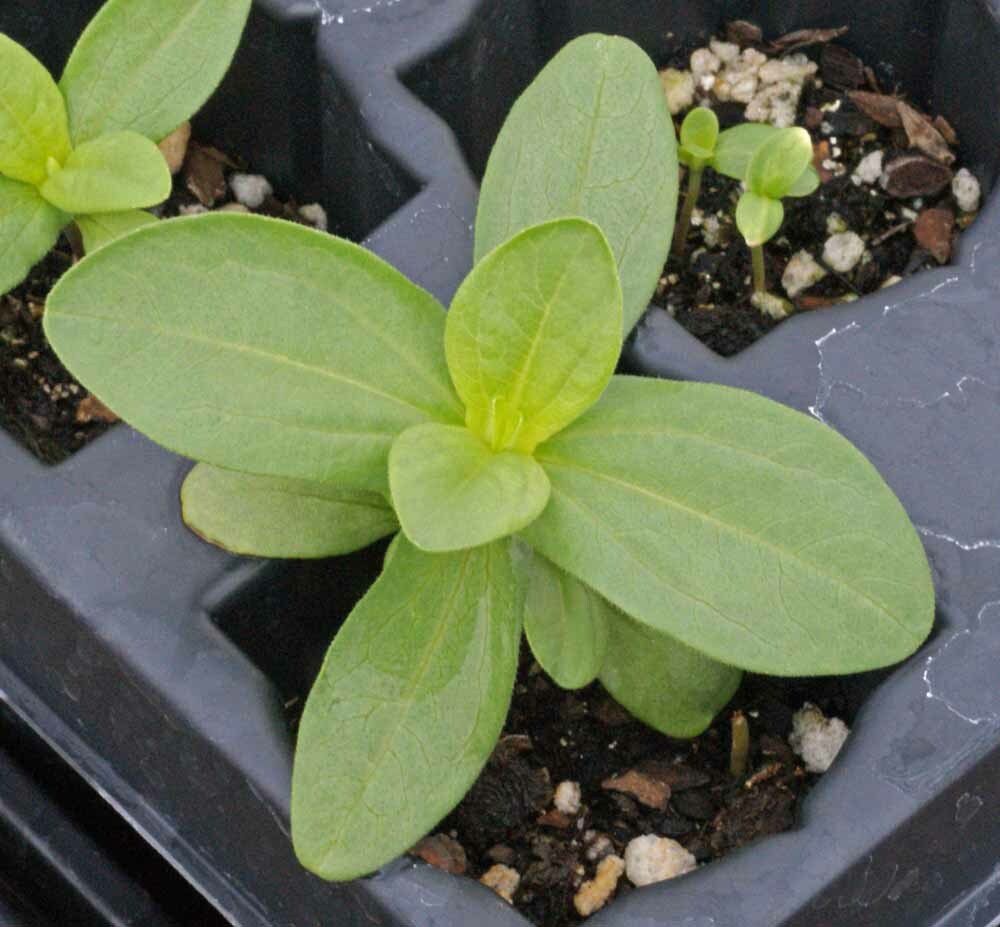 Zinnia Seeds TALL MIX LANDSCAPER’S Pack Bulk Heirloom elegans Non-GMO 500 Seeds!