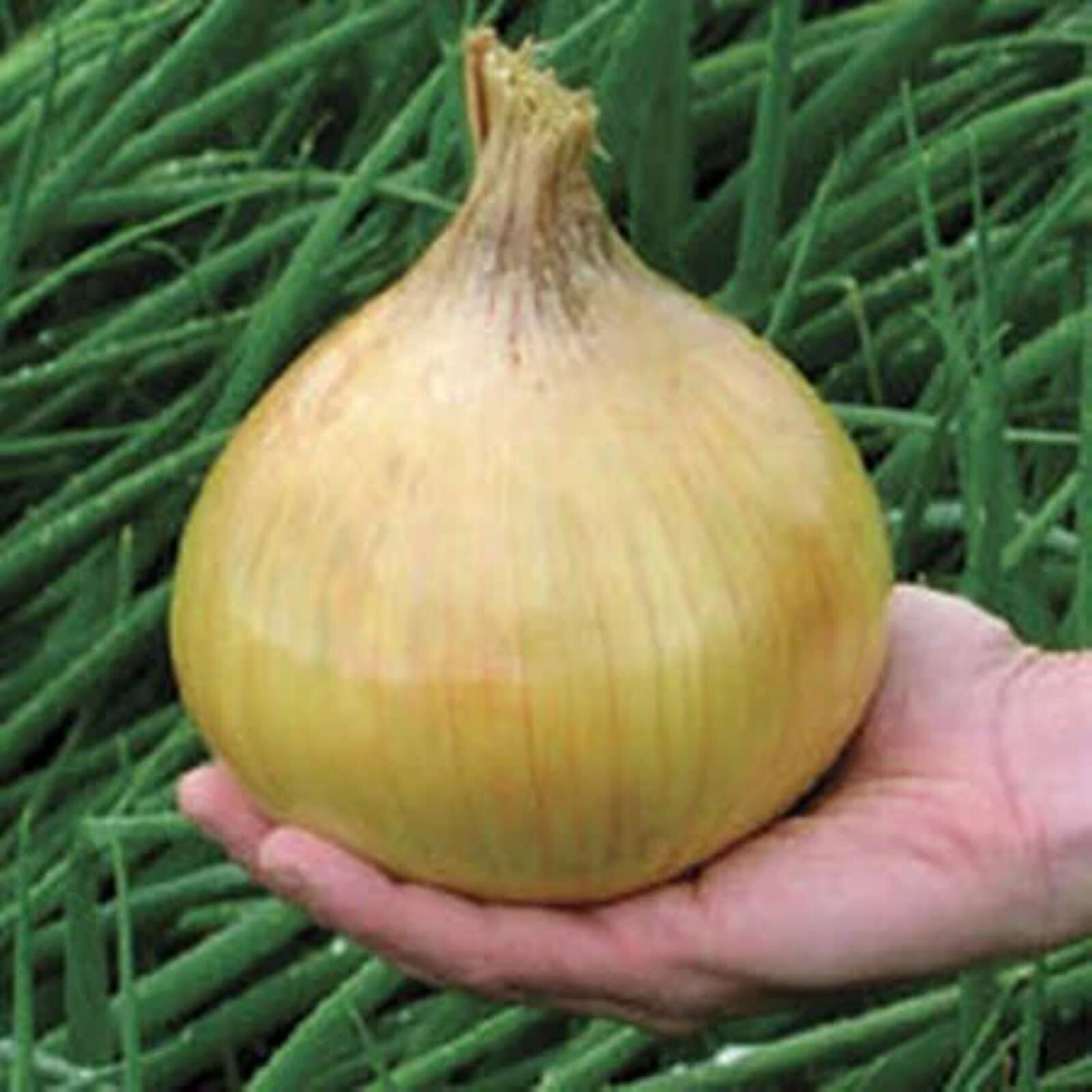 Ailsa Craig Exhibition Onion Seeds 25 SEEDS NON-GMO FREE SHIPPING!!!!!!!!