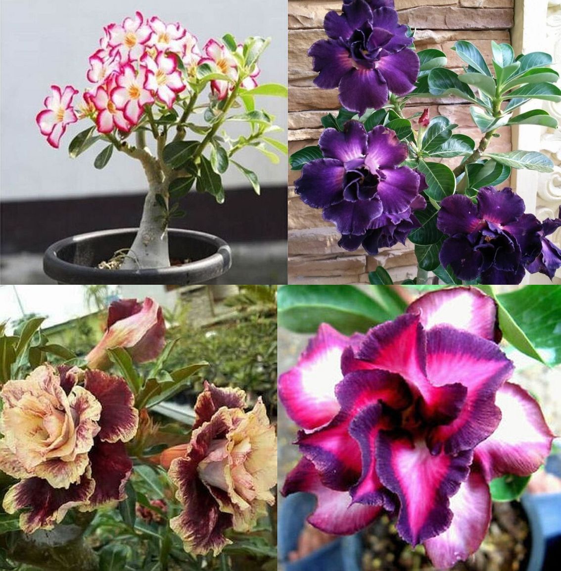 1 PC Desert Rose Seed, White Red B39, Violetcity Rosy B90, Rare Flower Seeds