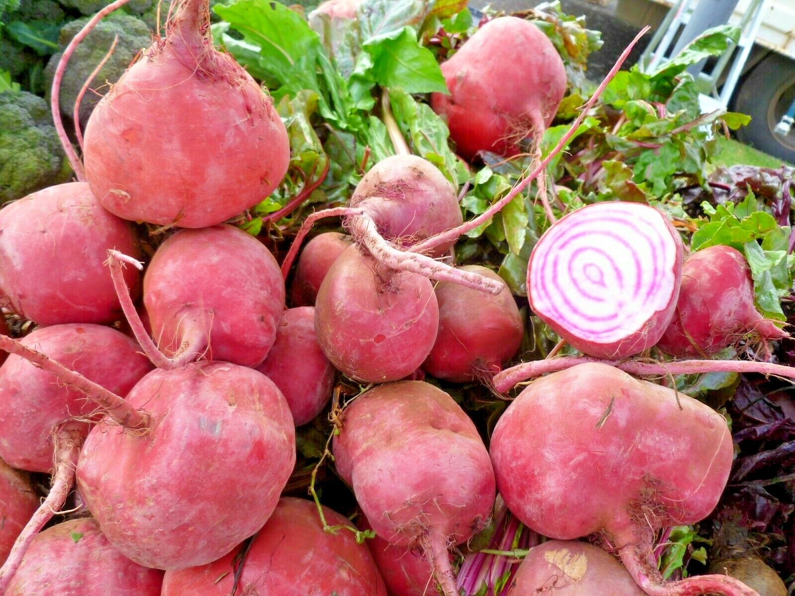 101+CHIOGGIA BEETS Seed Italian Heirloom Vegetable Garden Patio Container Easy