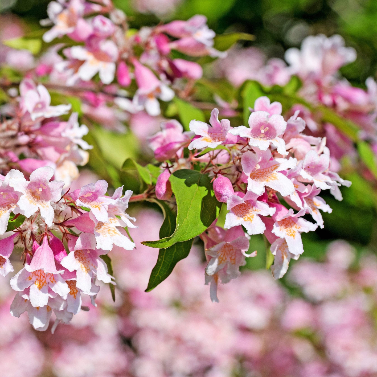 10 BEAUTY BUSH SHRUB Beautybush Kolkwitzia Amabilis Flower Seeds *Flat S/H