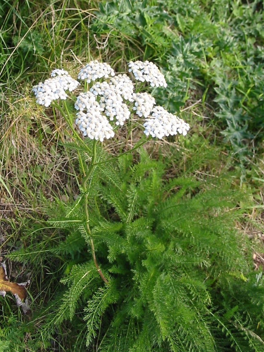 White Yarrow Seeds – Achillea millefolium – Medicinal – Mosquito Repellant