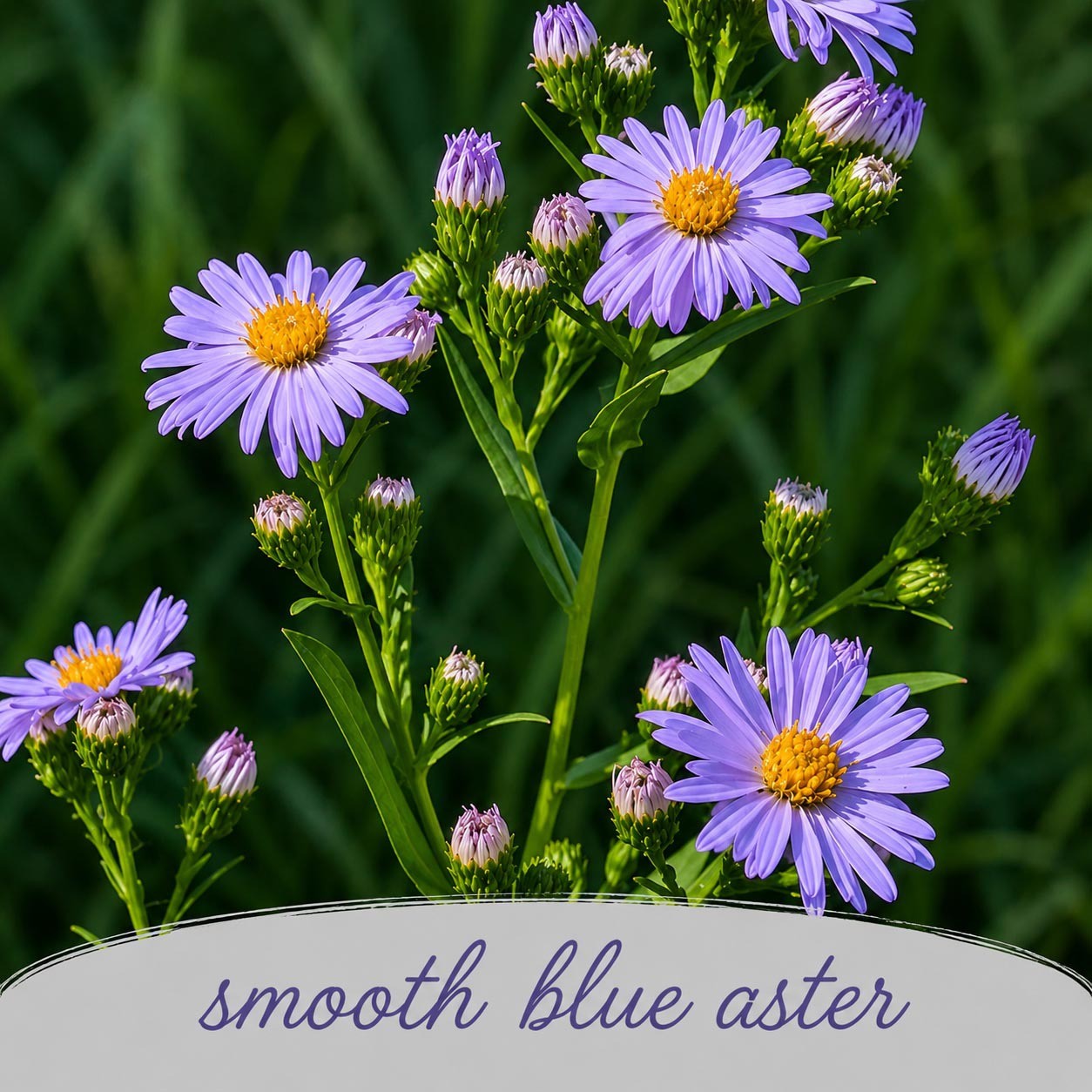 Mini Native Tall Bird Lovers Seed Mix | Prairie Legacy Inc.