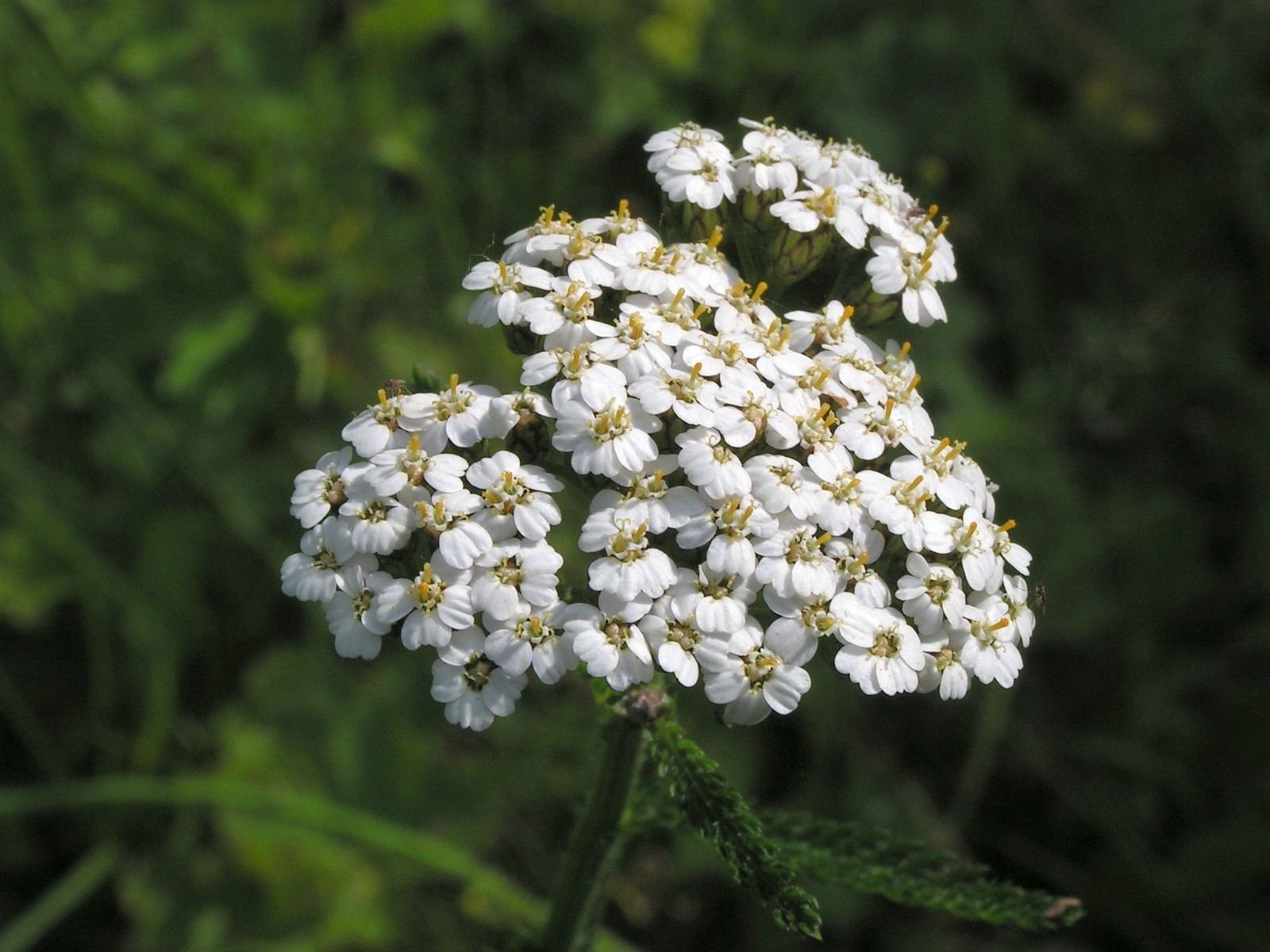 White Yarrow Seeds – Achillea millefolium – Medicinal – Mosquito Repellant