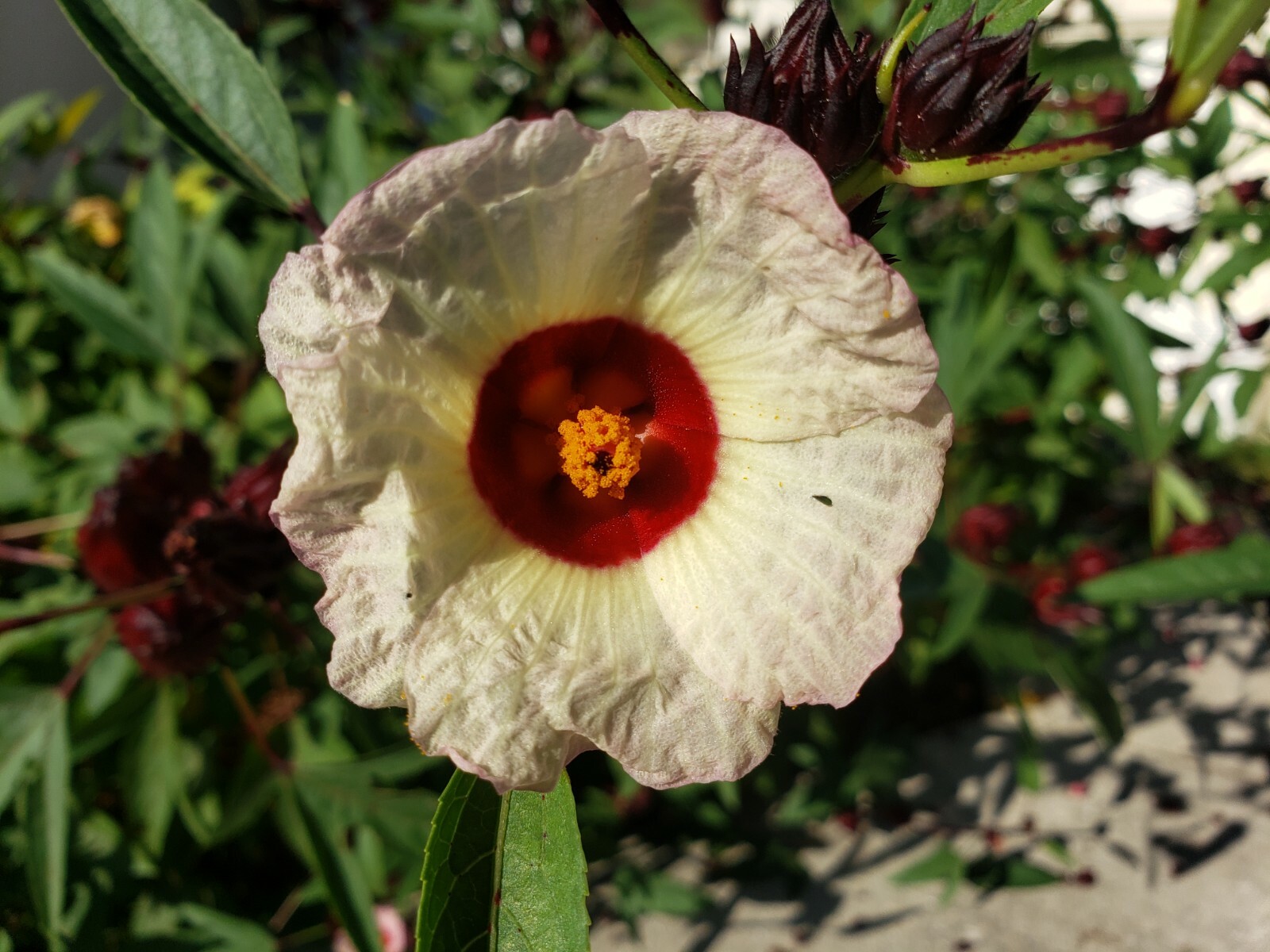 **RARE** FLORIDA CRANBERRY, Roselle, Hibiscus sabdariffa, Sorrel 25+ seeds