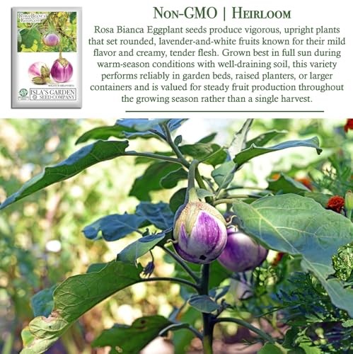 Rosa Bianca Eggplant Seeds (Solanum melongena) – 20 Non-GMO Heirloom Seeds by