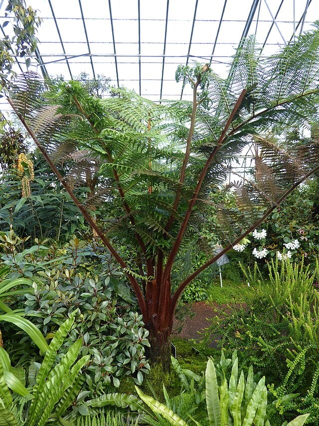 Dicksonia blumei | 100 Spores