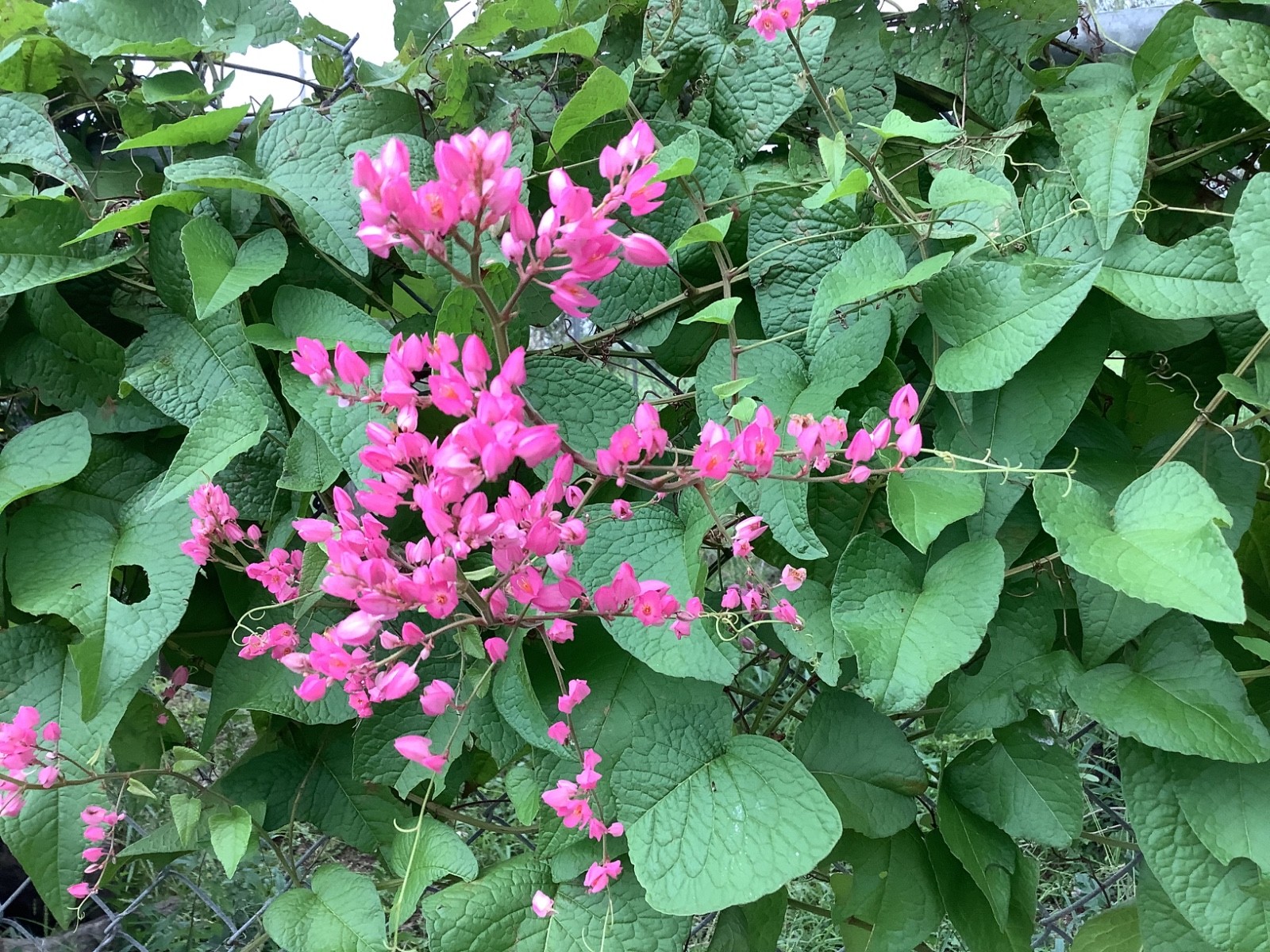 Coral Vine Seeds – Queen’s Wreath, Pink Climbing Flower Seeds