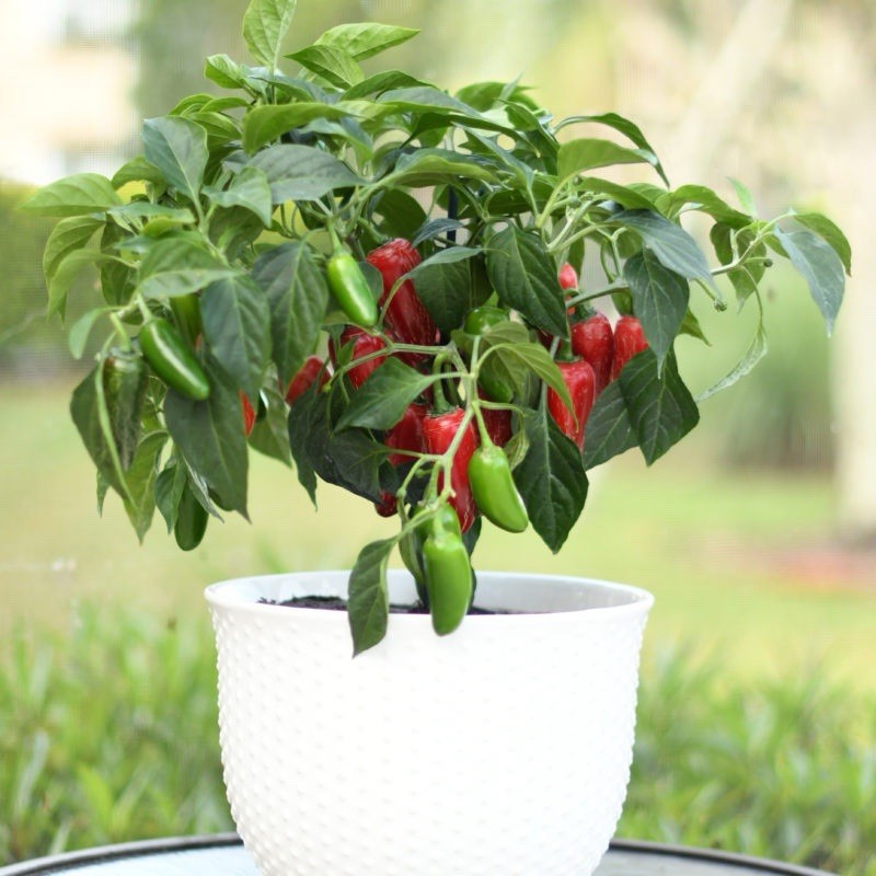 🍀Early Jalapeno Pepper Seeds 25+ Hot Spicy Salsa Garden Heirloom Non-GMO 🇺🇸