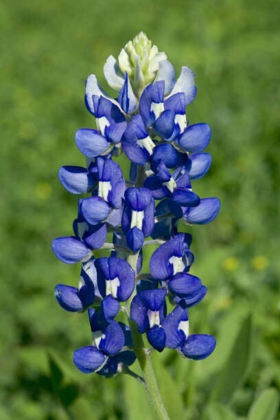 50 TEXAS BLUEBONNET SEEDS | SALE FREE SHIPPING NON GMO