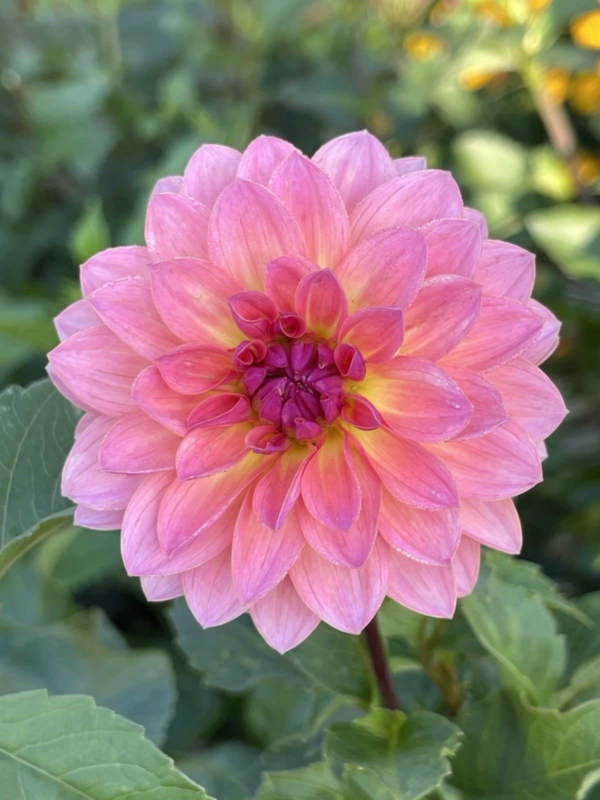 2 Dahlia Bulbs/Tubers JITTERBUG Bi-Color Salmon-Pink/Yellow Flowers~great as cut