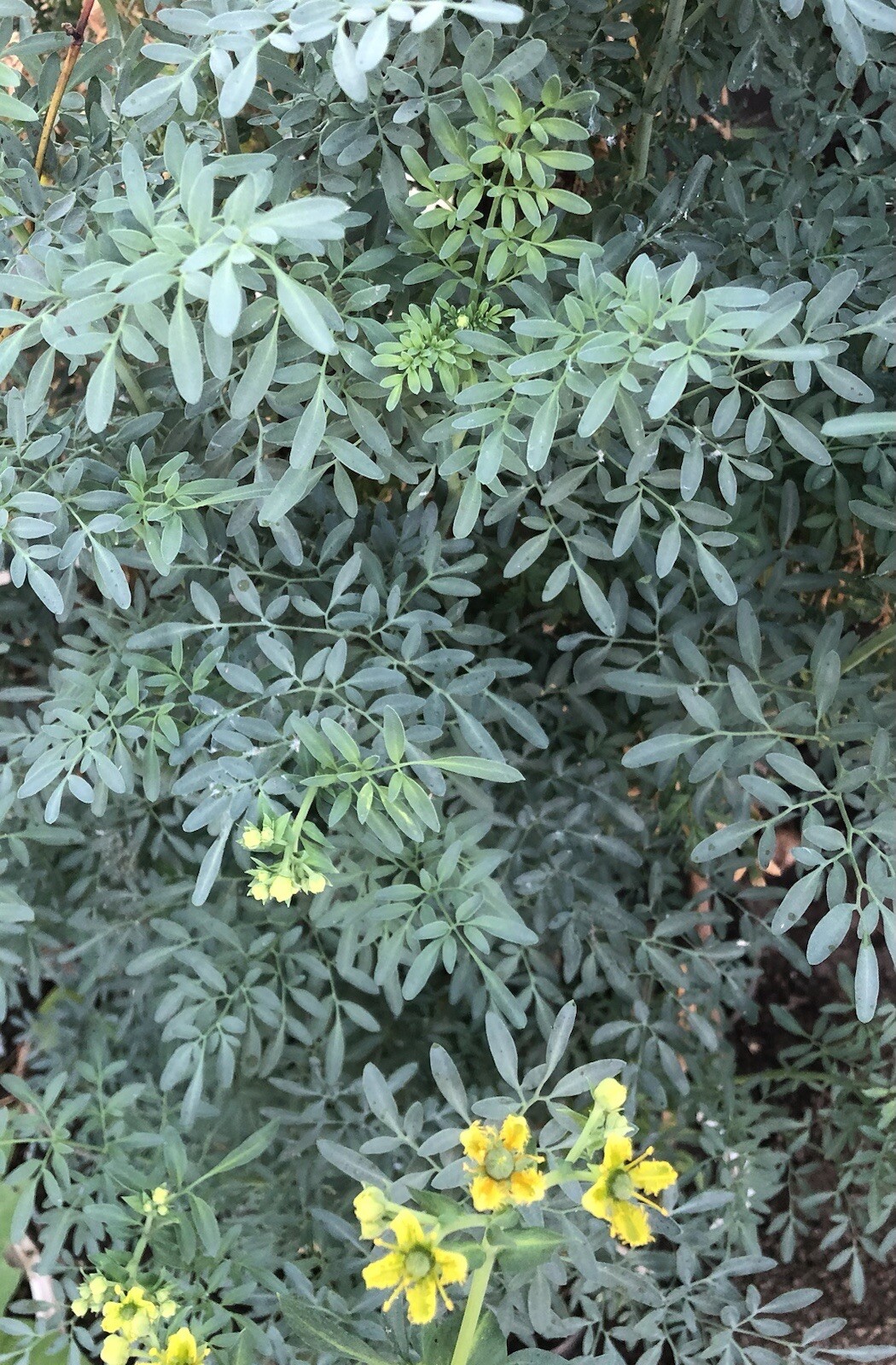 Common Rue Plant With Pot 8” Ruda Ruta Graveolens Live Plant