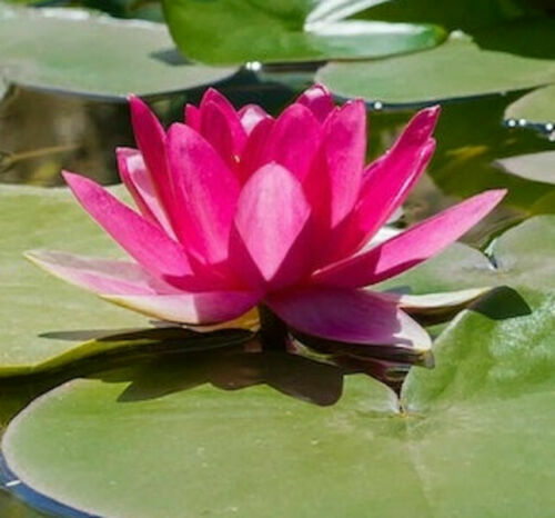 5 Bright Pink Water Lily Seeds Nymphaea spp Flowering Blooms Hardy Tropical 940