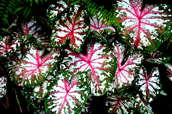 CALADIUM Bulb TAPESTRY from Florida Plantation 1 BULB