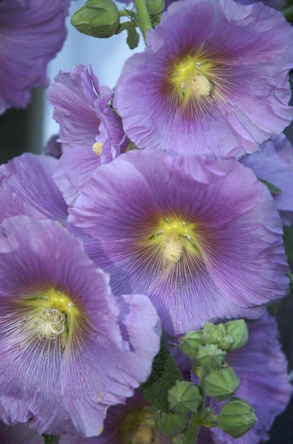 25 Purple Yellow Hollyhock Seeds Perennial Giant Flower Garden Seed Flowers 33