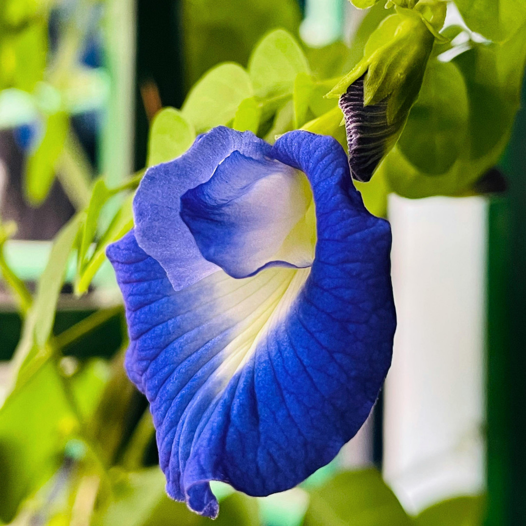 Fresh Butterfly Pea Seeds | Flower | Heirloom Non-GMO | Asian Flower Seeds