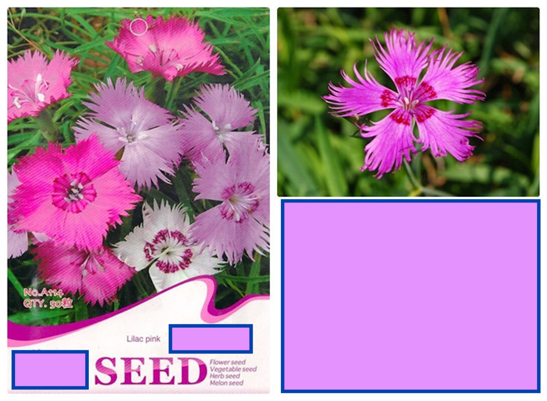 25pc CARNATION SEEDS Garden Plant Flower rare exotic USA seller FREE shipping