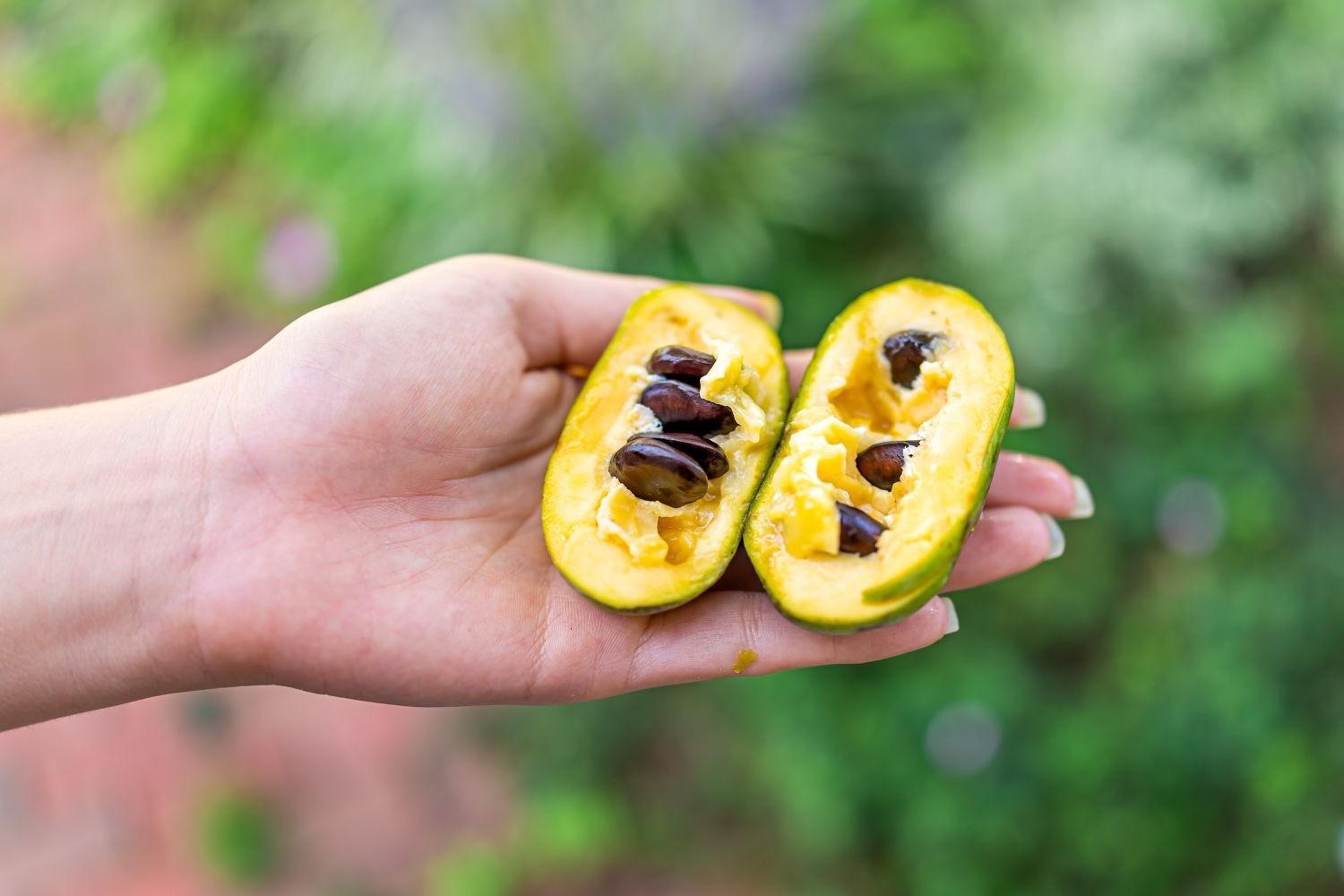 Pawpaw Seeds Native Wild Grown Ohio, 10 Pack, Cold Stratified