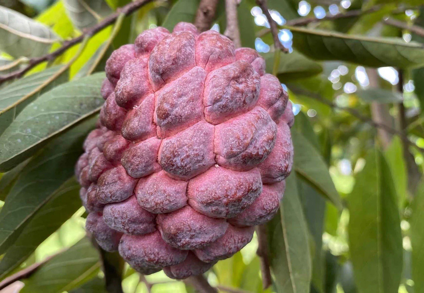 Red Sugar Apple Seeds (Annona Squamosa) Ready To Plant (15 Seeds)