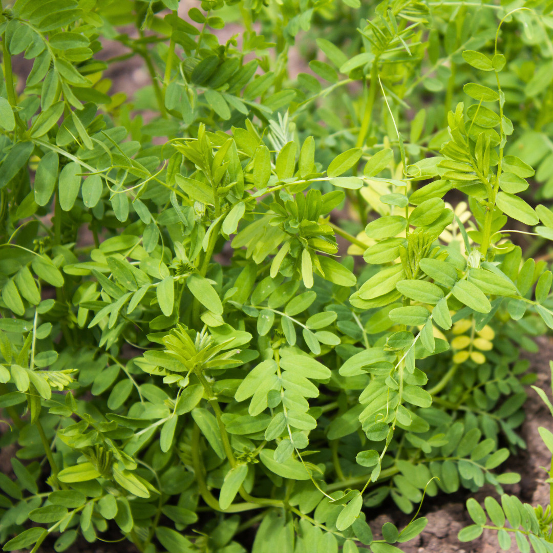 Fresh Premium Organic Lentil Seeds | Green | Heirloom Non-GMO | Vegetable Seeds