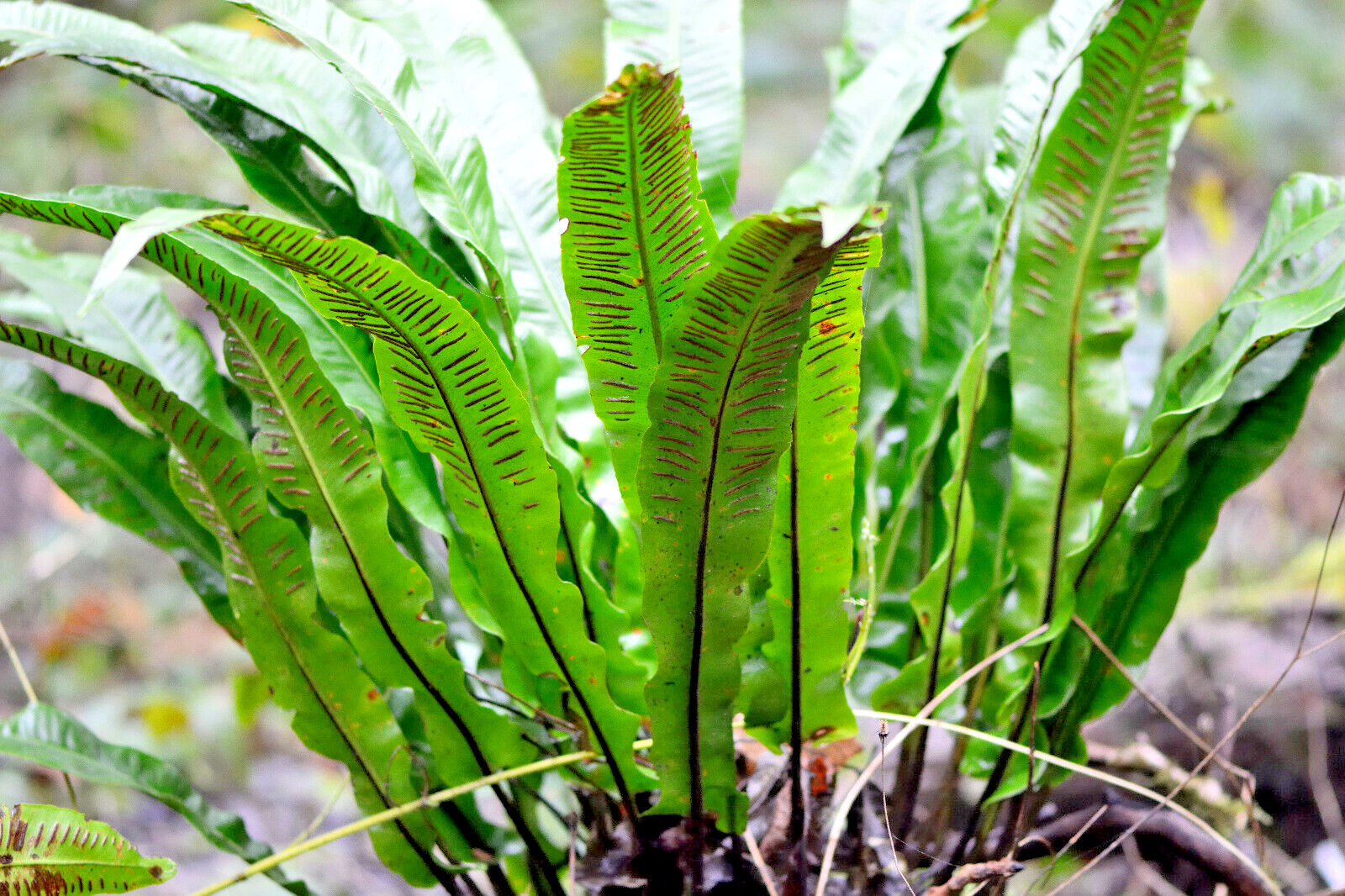 HARDY TONGUE FERN 1001 SPORES (SEEDS) COLD HARDY ASPLENIUM SCOLOPENDRIUM