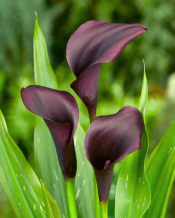 Odessa Calla Lily – 3 tubers