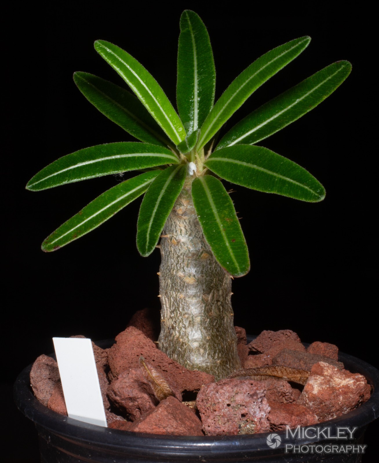 Pachypodium rosulatum, elephant’s foot plant, 5 seeds