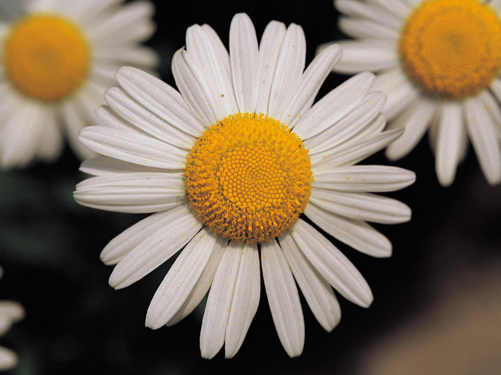 100 Seeds| Shasta Daisy Seeds #N009