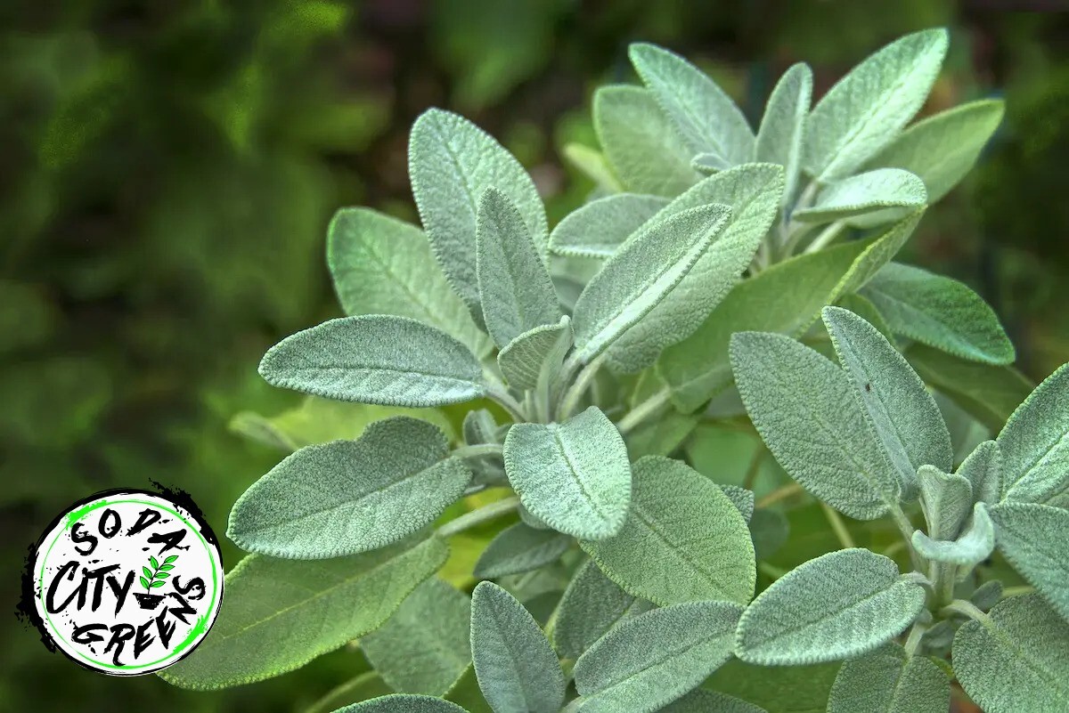 Sage Herb Perennial Seeds