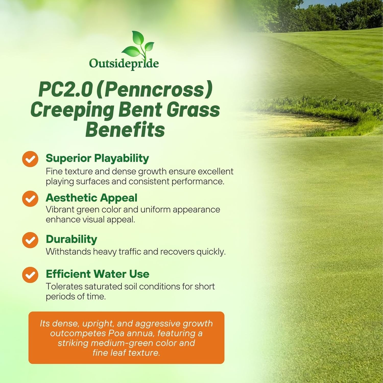 1 LB PC2.0 Penncross Creeping Bent Grass Seed – Putting Green Seed
