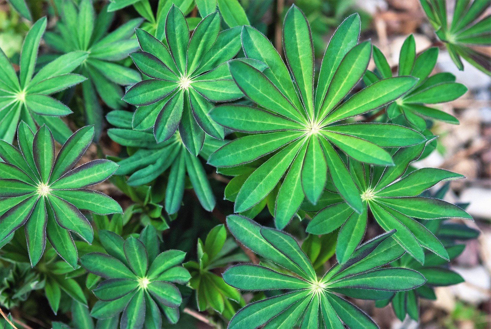 75 Mixed Colors RUSSELL LUPINE Bigleaf Lupinus Polyphyllus Flower Seeds