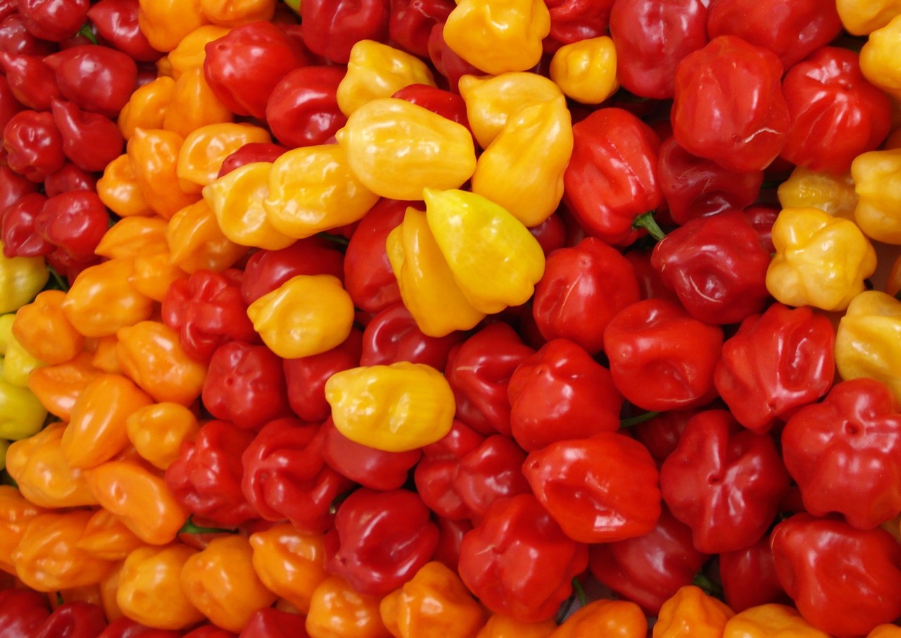 Firestarter Blend Habanero Pepper Blend 10 Seeds Free Shipping!