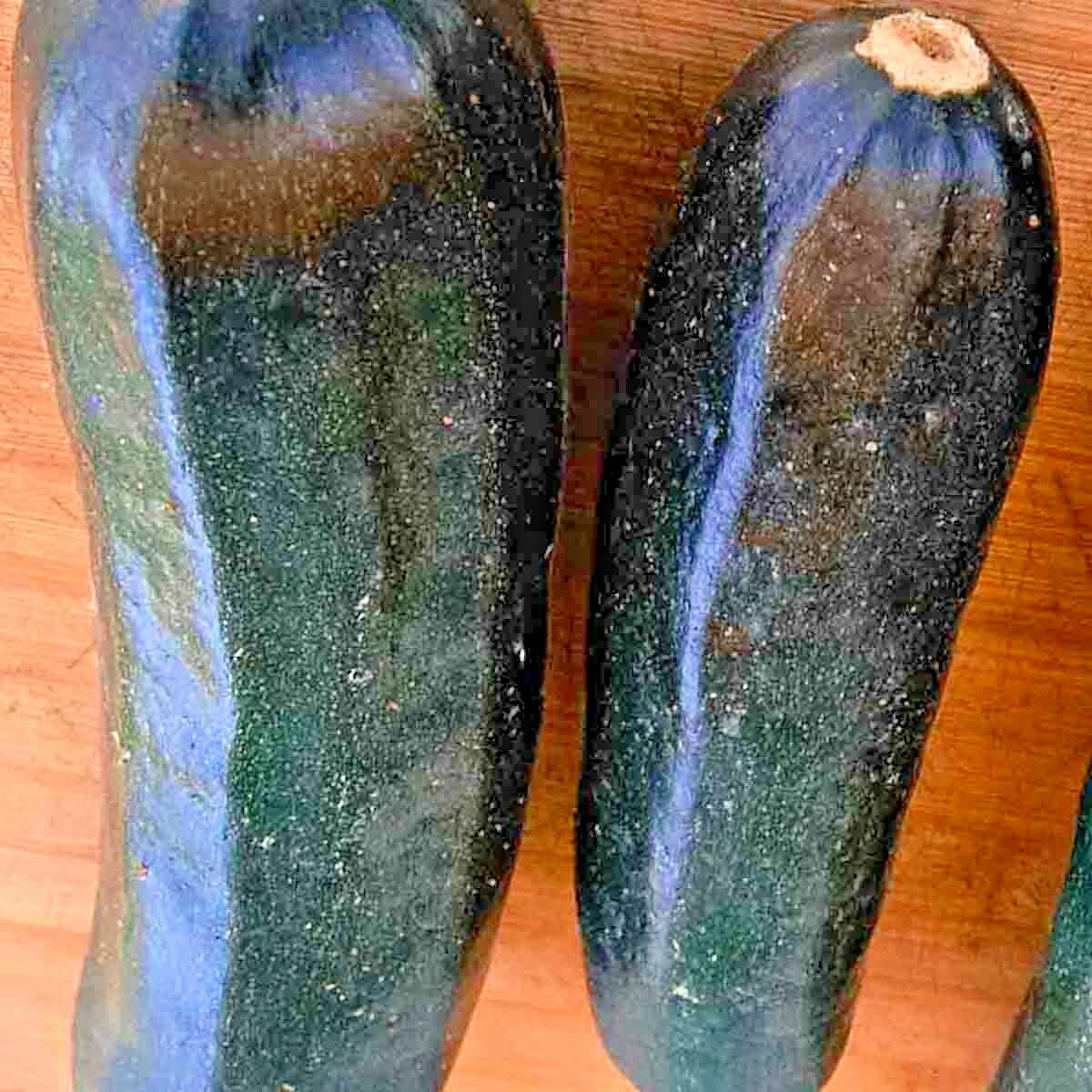 100+ SQUASH ZUCCHINI SEEDS BLACK BEAUTY SPRING HEIRLOOM VEGETABLE GARDEN NON-GMO