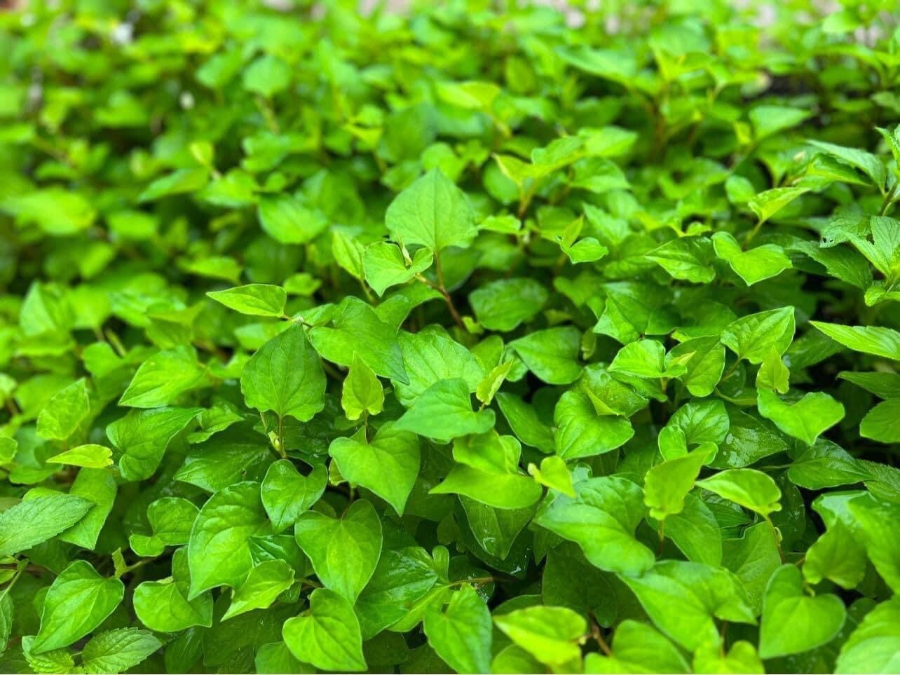Fish Mint, Houttuynia Cordata, Chameleon Plant – 10 Bare Root Plants – USA