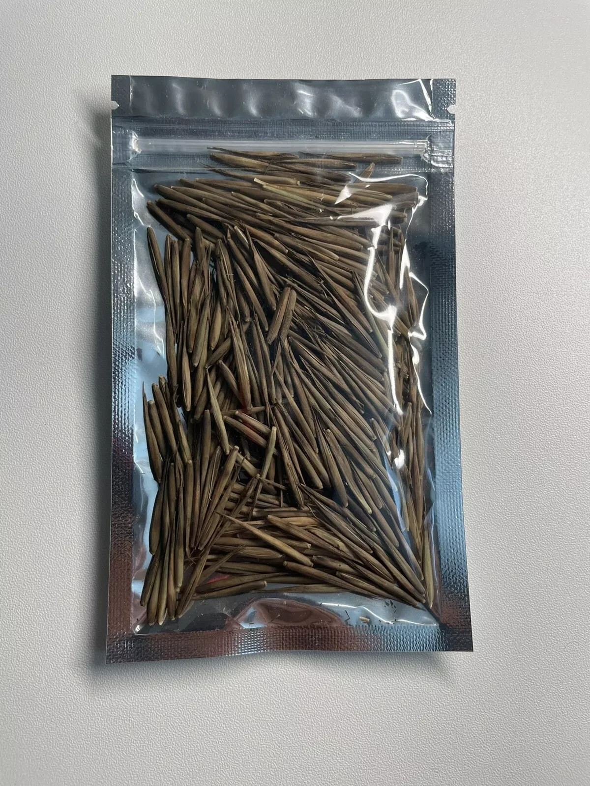 500+ MOSO Bamboo Seeds. Giant Phyllostachys edulis. USA Seller, Fast Shipping