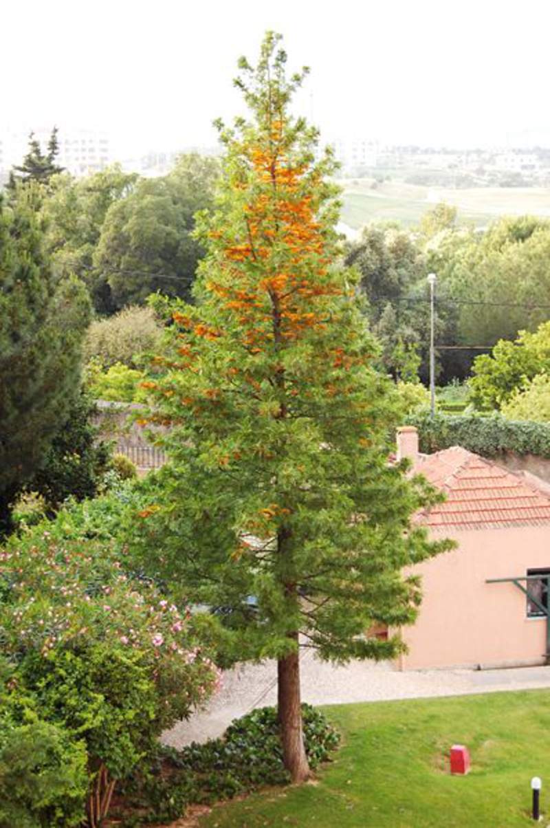 1-1000 PCS Silky oak Tree Seeds Grevillea Robusta Yellow Silkoak Flower 0178