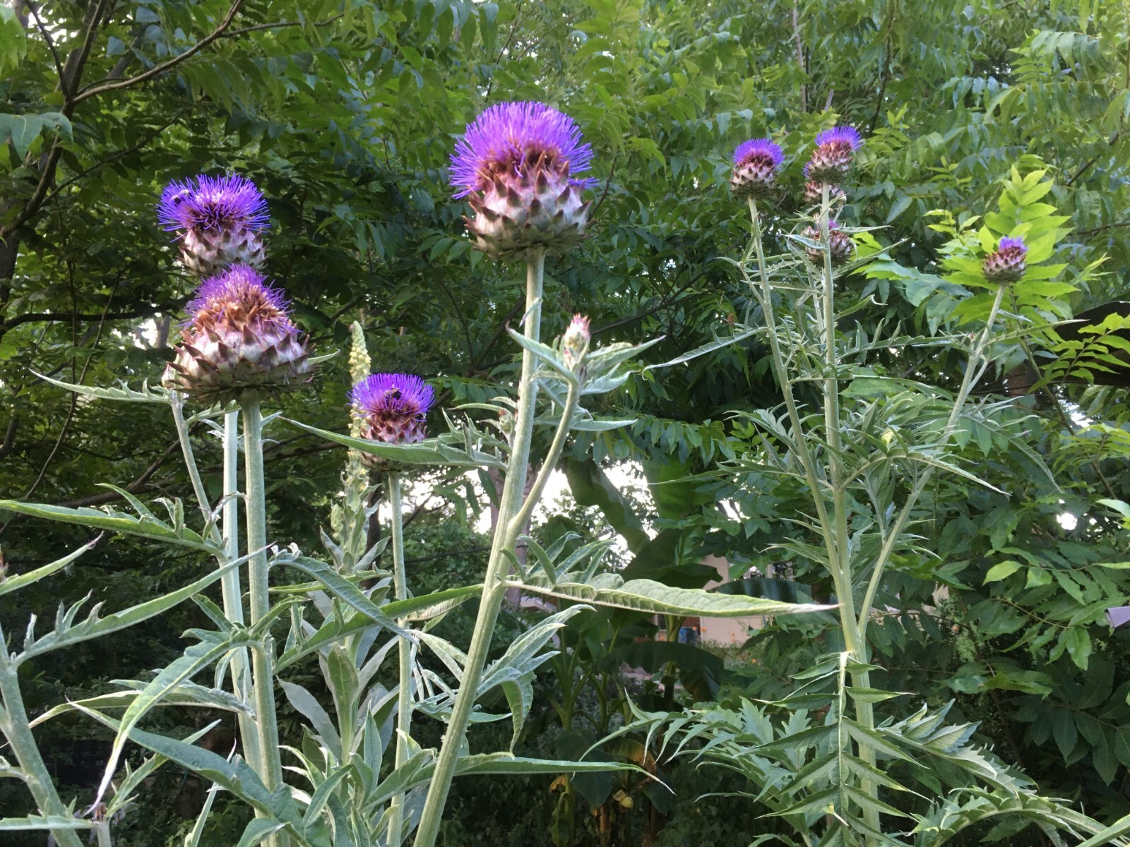 20+ Cardoon seeds aka Artichoke Thistle / organic, FREE S/H