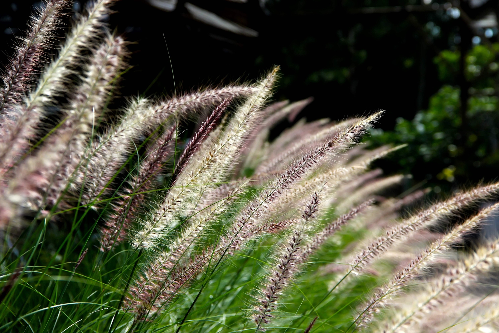 25 Dwarf Purple CHINESE FOUNTAIN GRASS Pennisetum Alopecuroides Hardy Ornamental
