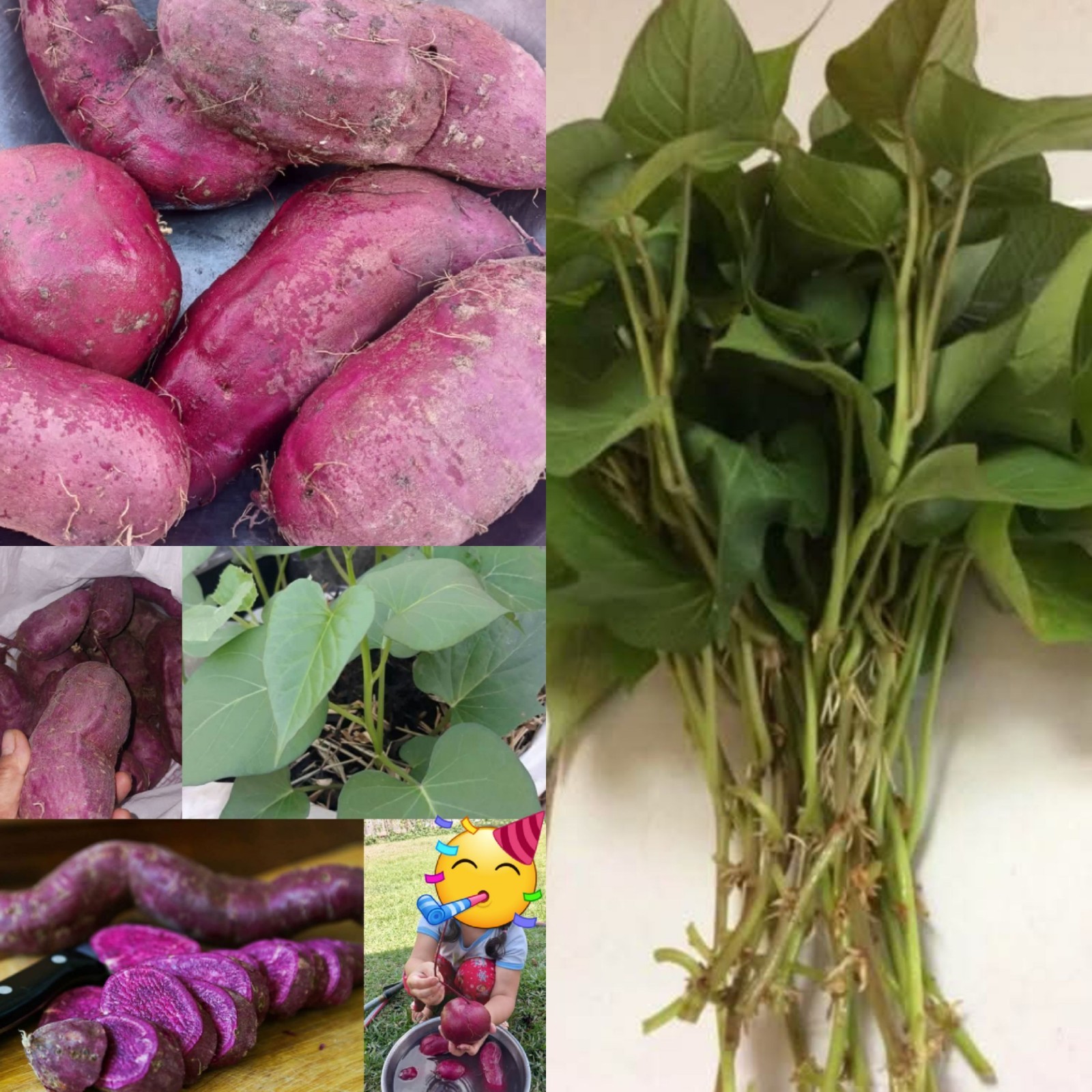 2 dozen Of Slips Organic Purple Sweet Potato With Roots Ready To Plant
