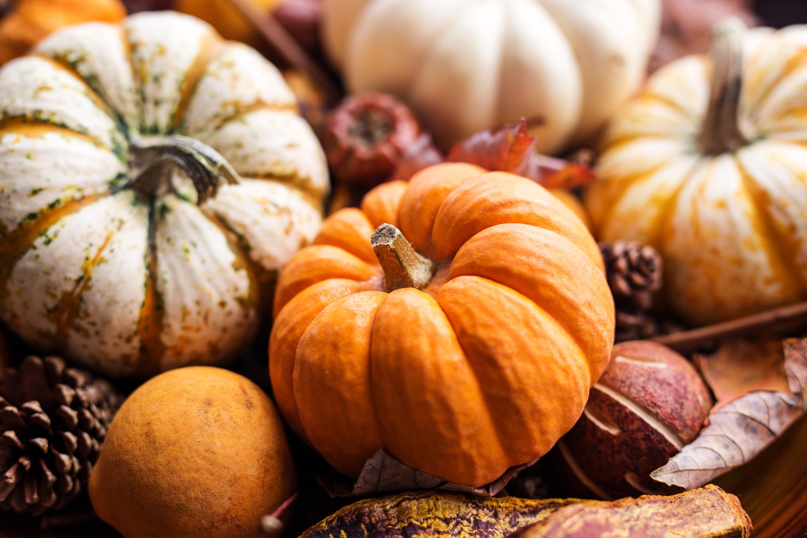 20 MINI MIX PUMPKIN Miniature Cucurbita Pepo White Green Orange Stripe Veg Seeds