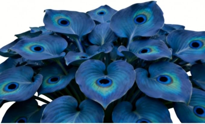 200 +ornament-Midnight Blue Hea – PERENNIAL OUTDOOR SHADE GARDEN PLANTING SEEDS