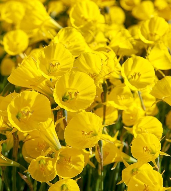 NARCISSUS BULBOCODIUM ‘GOLDEN BELLS’ DAFFODIL FLOWER BULBS~UNIQUE FRAGRANT BLOOM