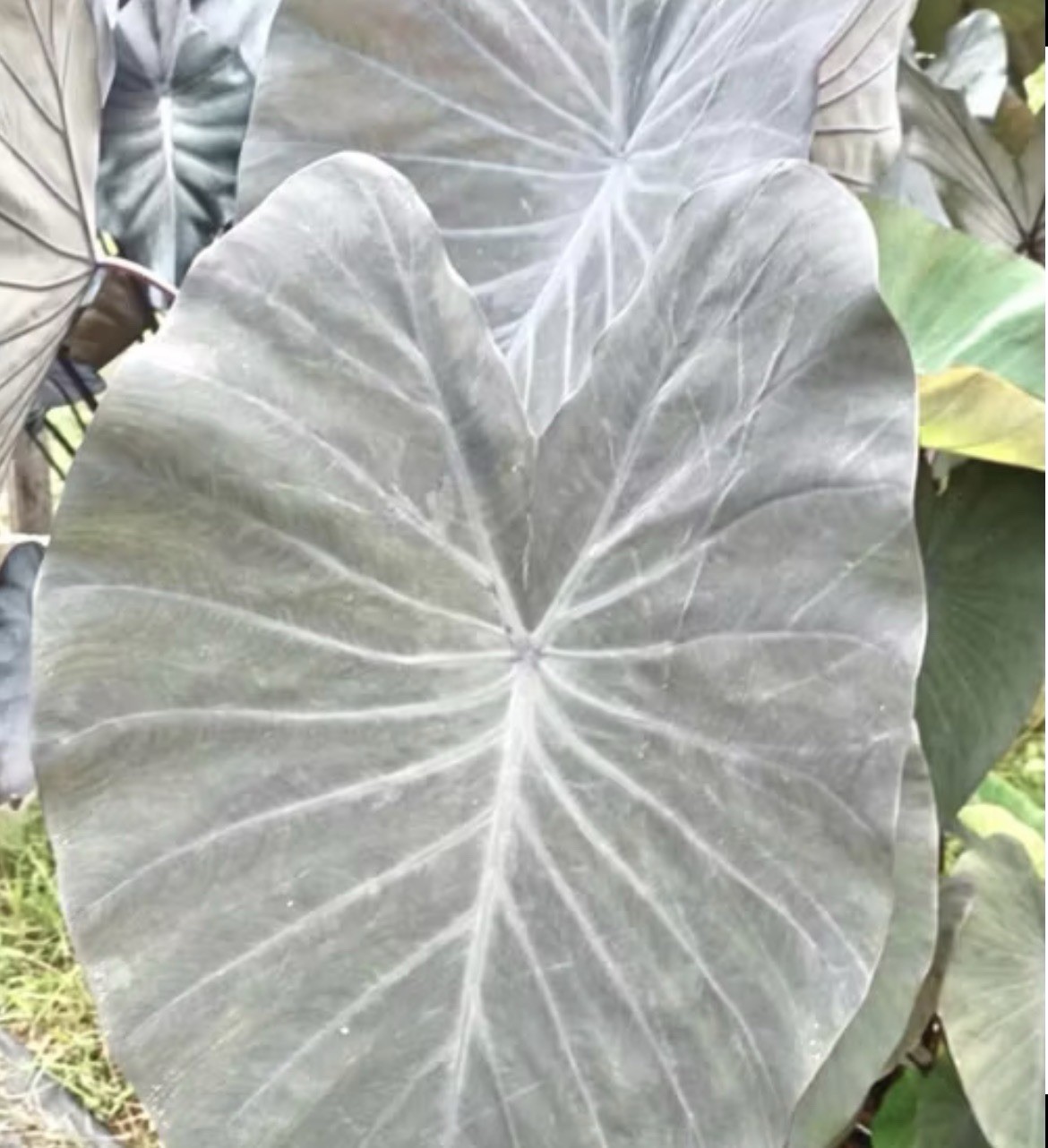 Authentic Silver Star Colocasia 1 bulb