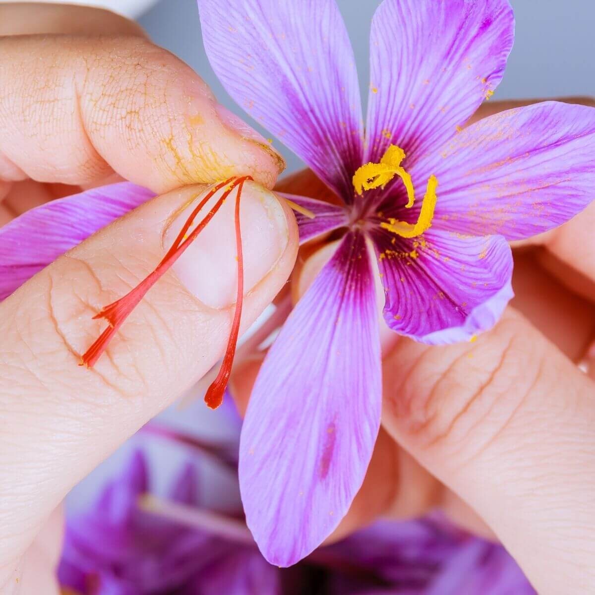 Saffron Autumn Crocus (Crocus sativus) – 50 Seeds | Fall-Blooming Purple Beauty