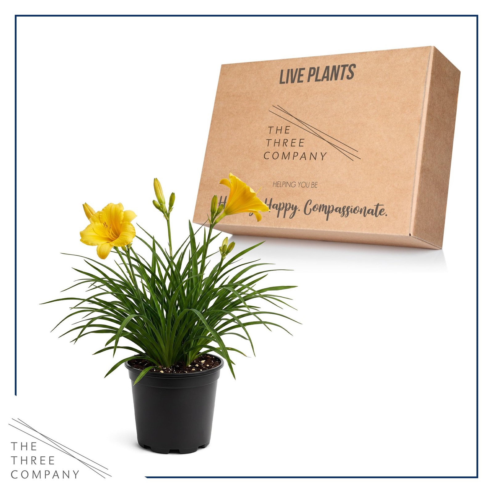 Day Lily – Yellow, Live Flowering Perennial, Beautiful Spring and Summer Bloo…